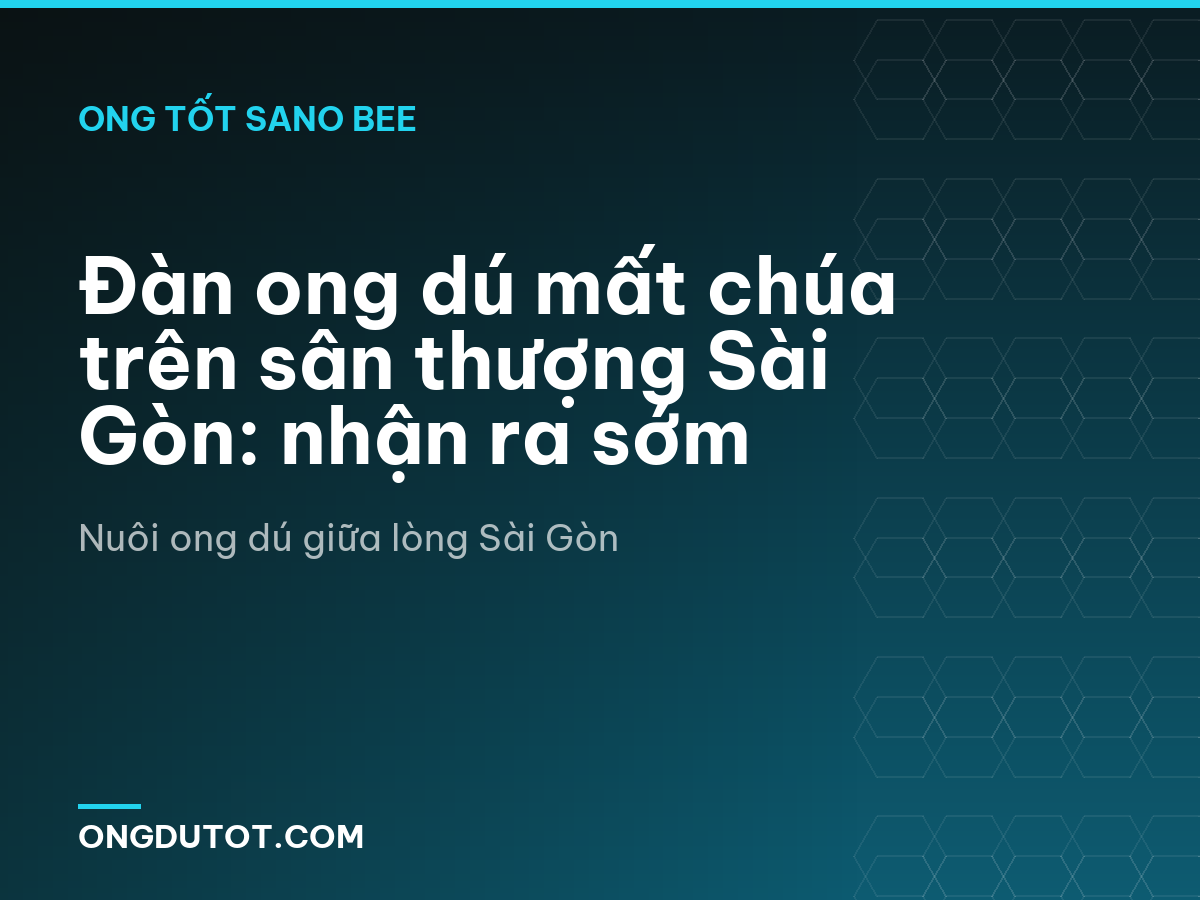 Đàn ong dú mất chúa trên sân thượng Sài Gòn: nhận ra sớm