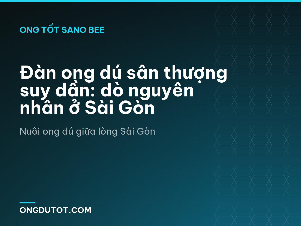 Đàn ong dú sân thượng suy dần: dò nguyên nhân ở Sài Gòn
