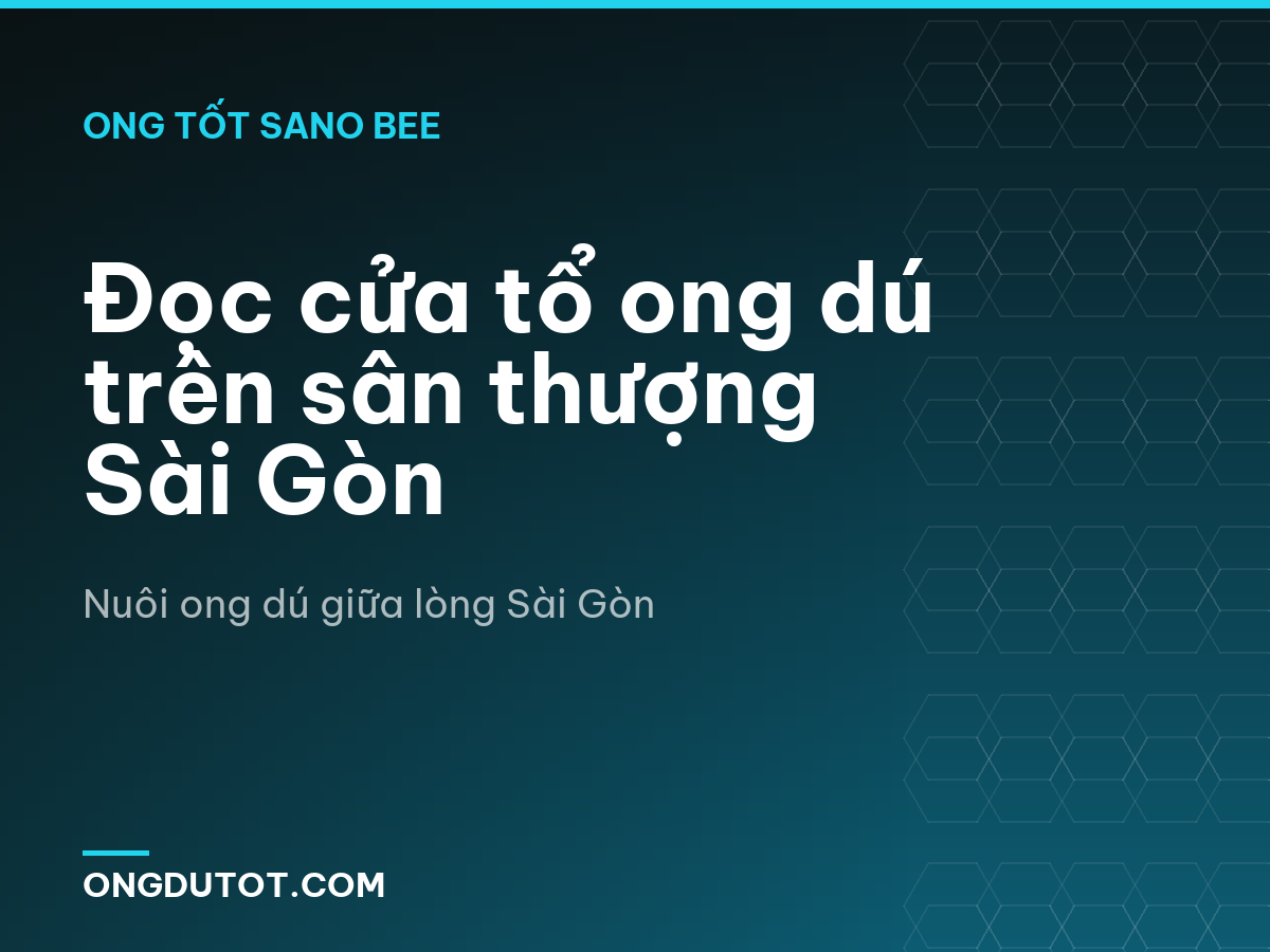 Đọc cửa tổ ong dú trên sân thượng Sài Gòn