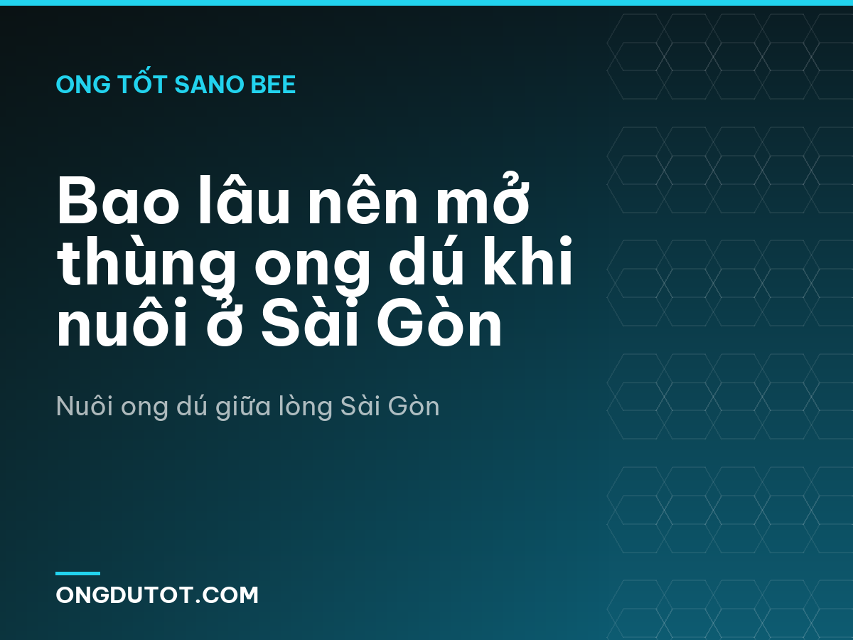 Bao lâu nên mở thùng ong dú khi nuôi ở Sài Gòn