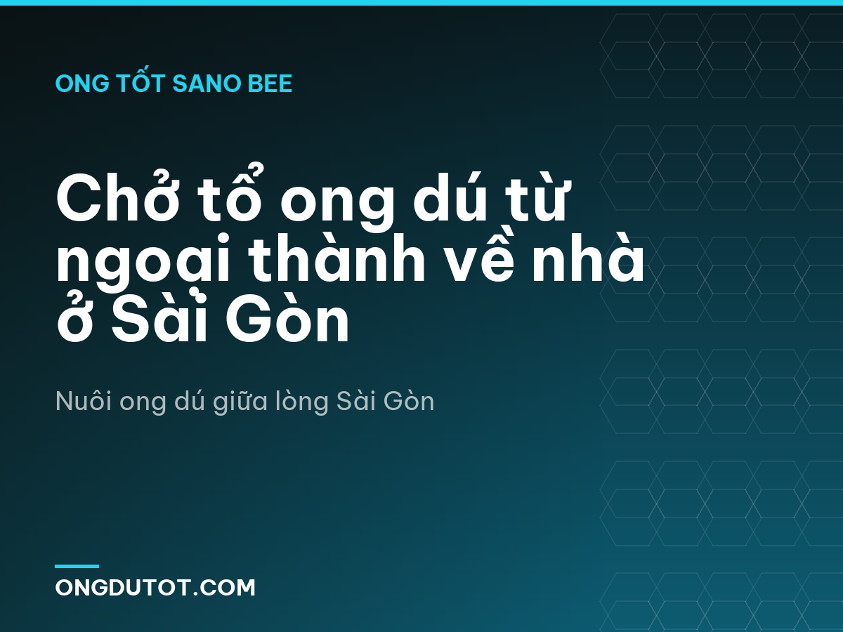 Chở tổ ong dú từ ngoại thành về nhà ở Sài Gòn