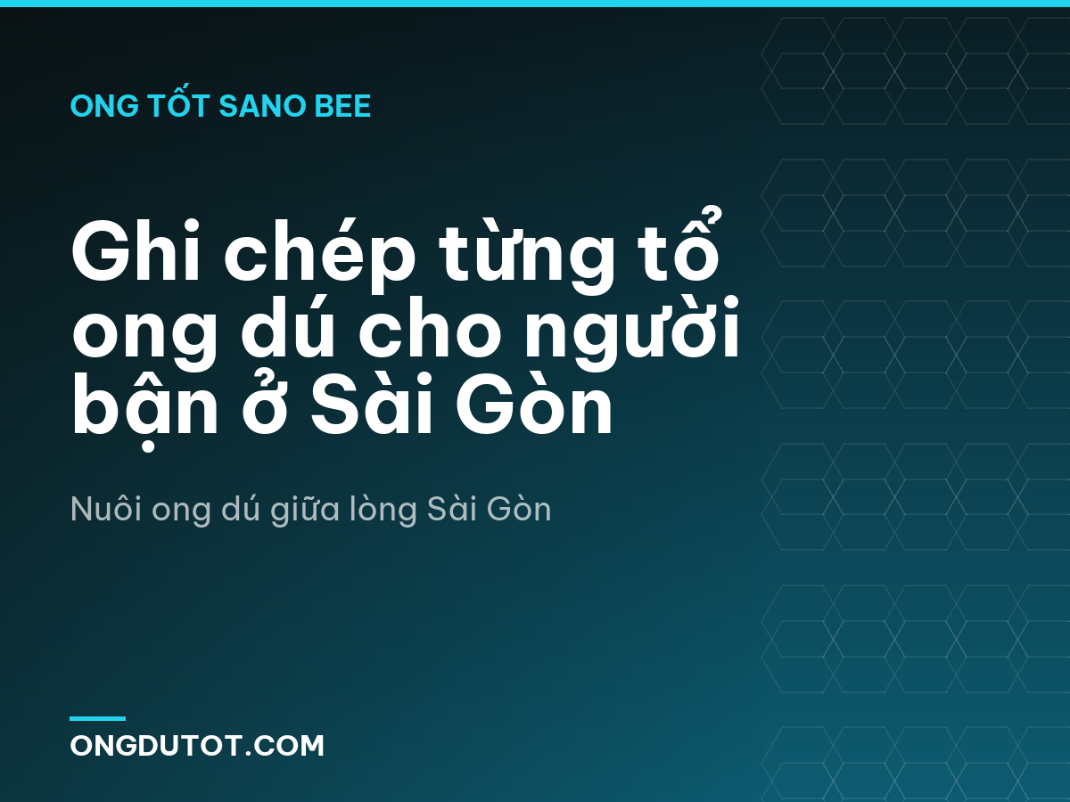 Ghi chép từng tổ ong dú cho người bận ở Sài Gòn