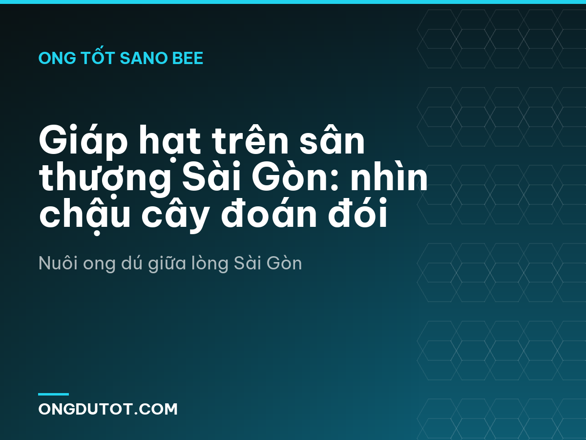 Giáp hạt trên sân thượng Sài Gòn: nhìn chậu cây đoán đói