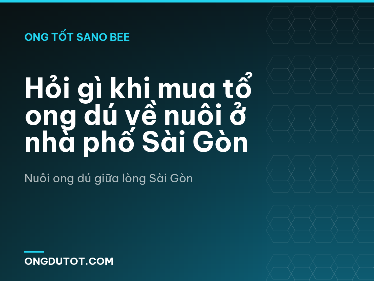 Hỏi gì khi mua tổ ong dú về nuôi ở nhà phố Sài Gòn