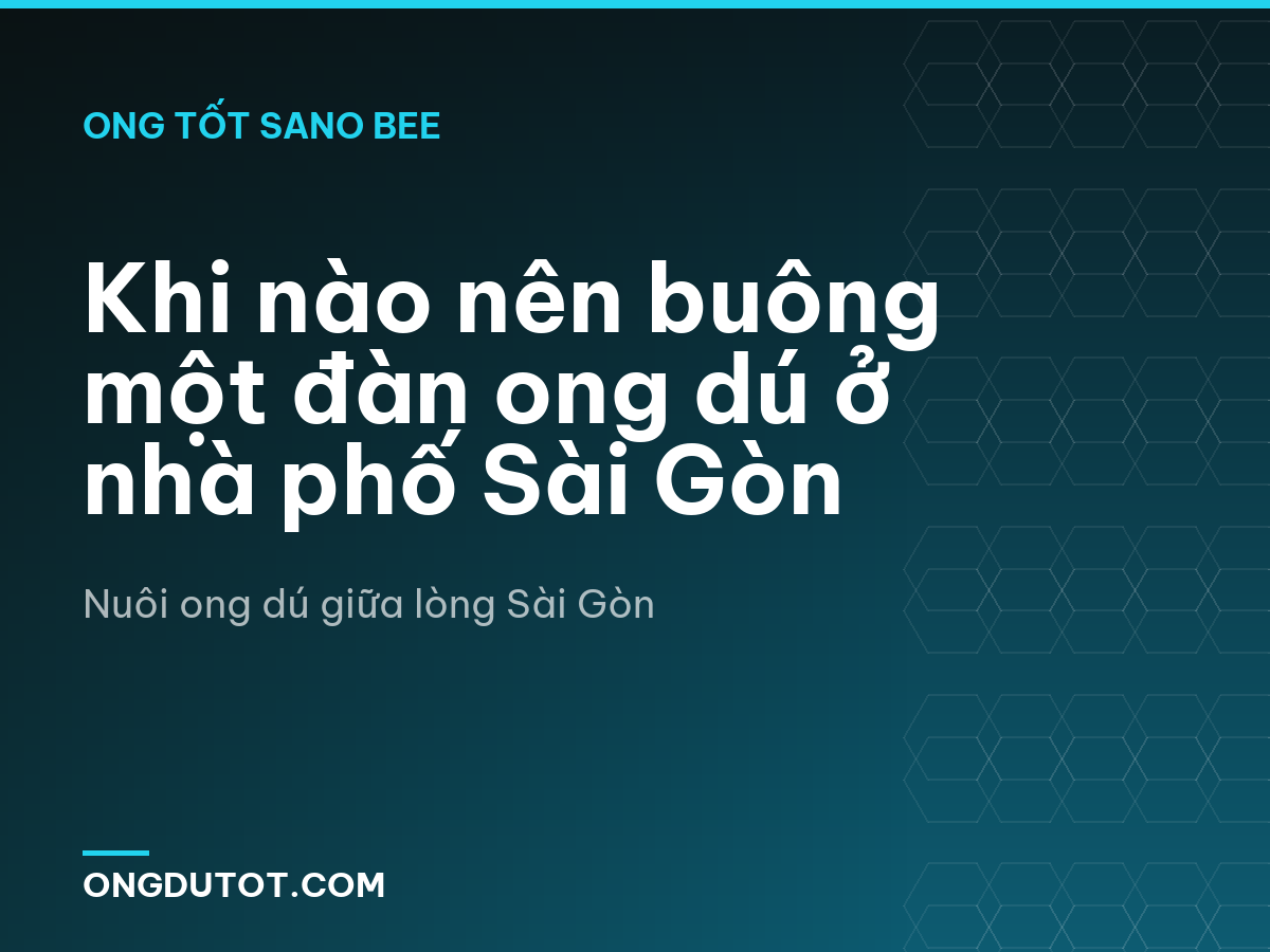 Khi nào nên buông một đàn ong dú ở nhà phố Sài Gòn