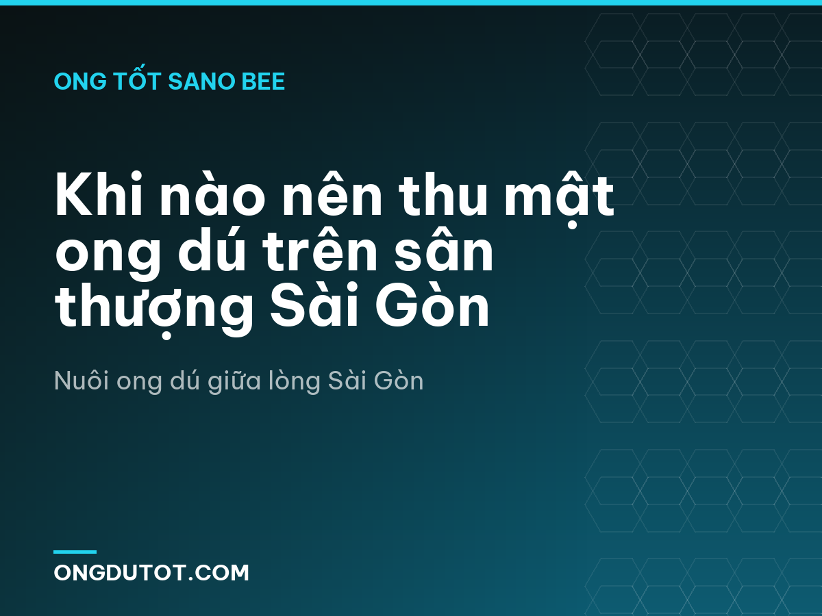 Khi nào nên thu mật ong dú trên sân thượng Sài Gòn