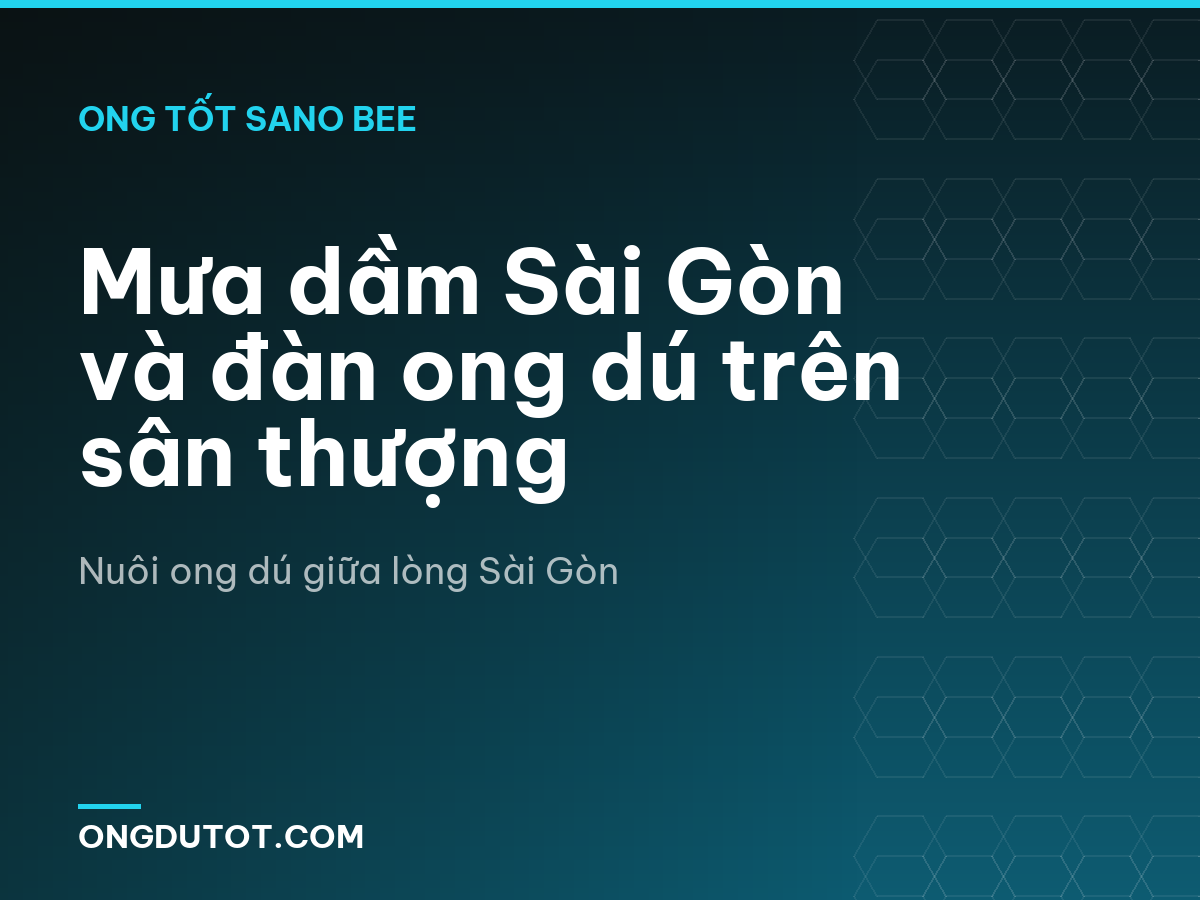 Mưa dầm Sài Gòn và đàn ong dú trên sân thượng