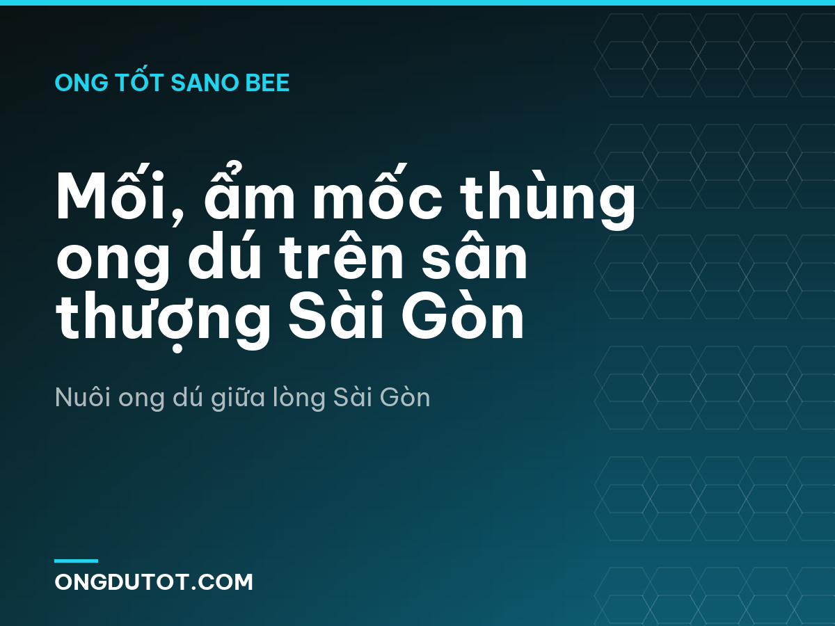 Mối, ẩm mốc thùng ong dú trên sân thượng Sài Gòn