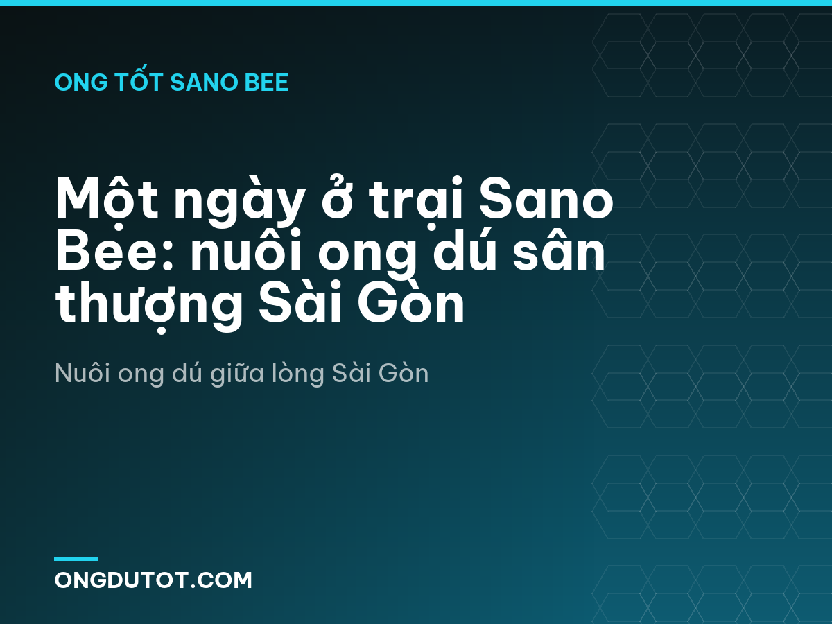 Một ngày ở trại Sano Bee: nuôi ong dú sân thượng Sài Gòn