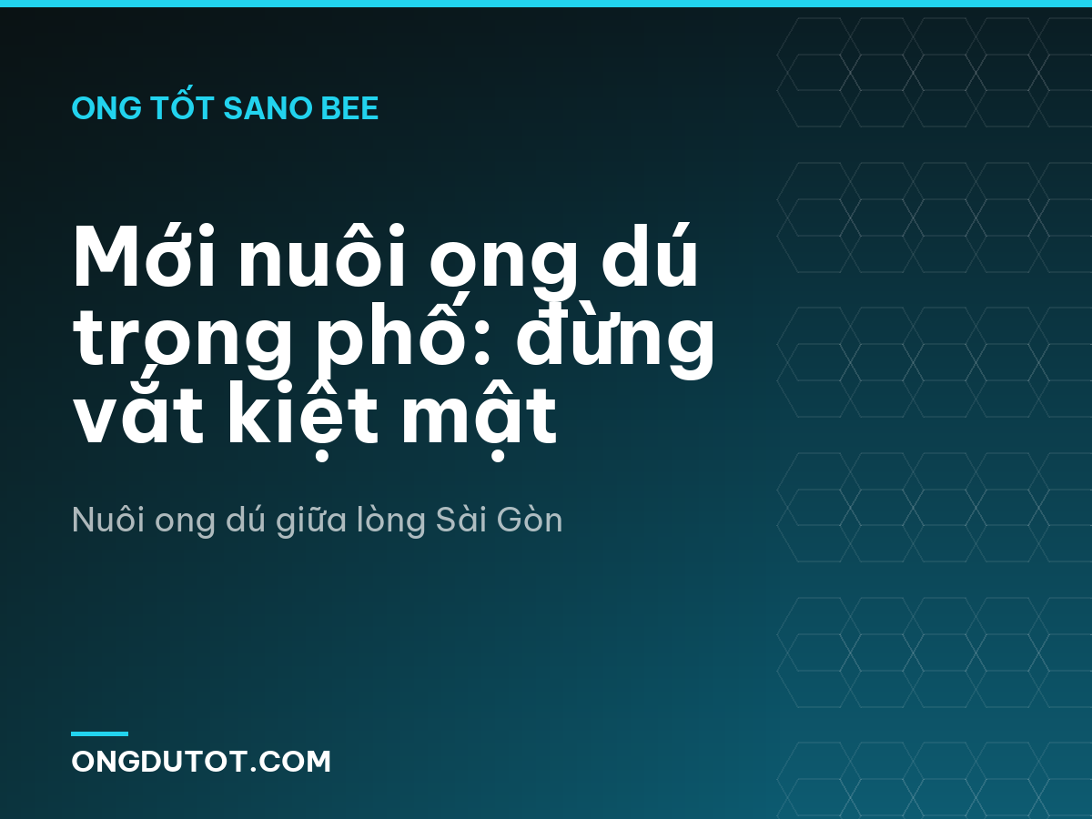 Mới nuôi ong dú trong phố: đừng vắt kiệt mật