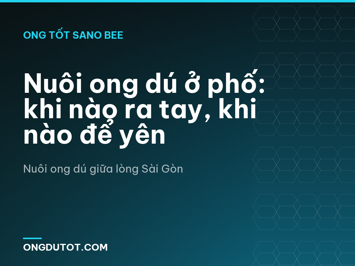 Nuôi ong dú ở phố: khi nào ra tay, khi nào để yên