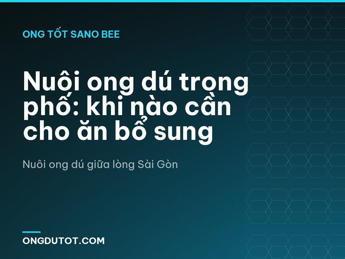 Nuôi ong dú trong phố: khi nào cần cho ăn bổ sung