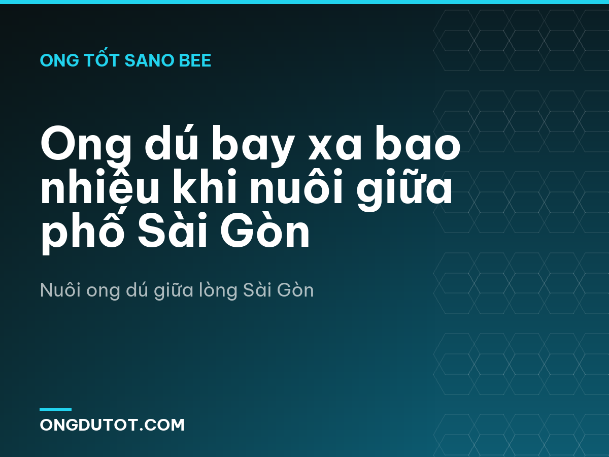 Ong dú bay xa bao nhiêu khi nuôi giữa phố Sài Gòn