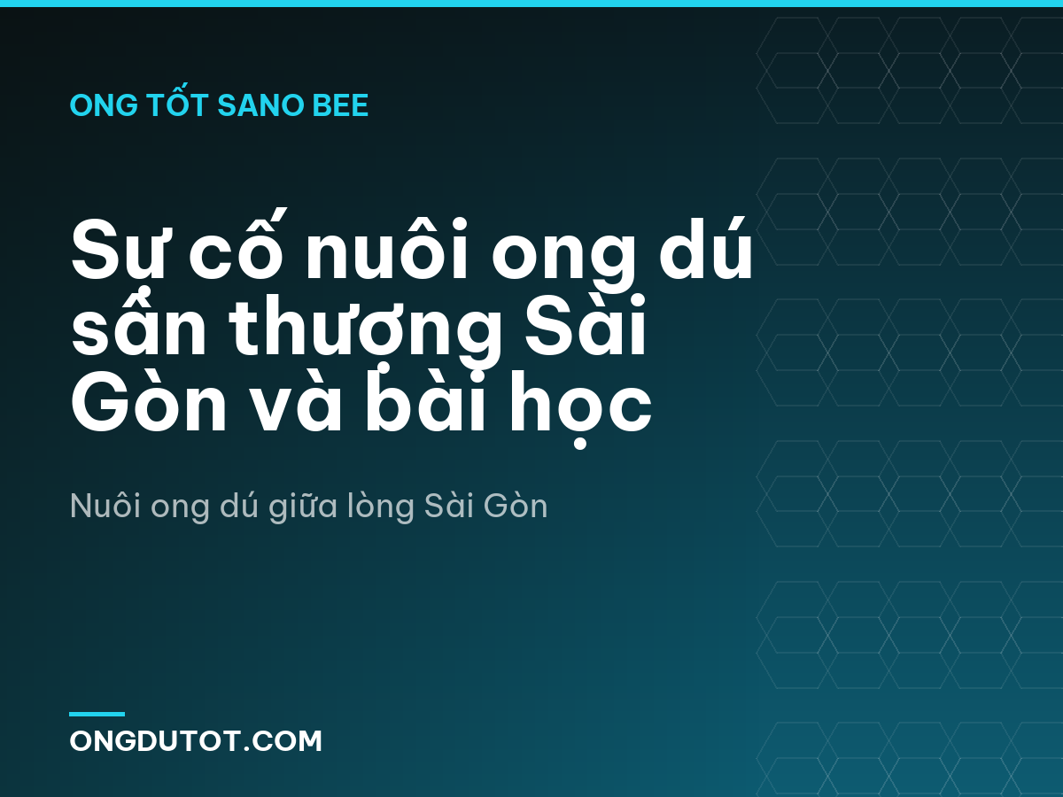 Sự cố nuôi ong dú sân thượng Sài Gòn và bài học