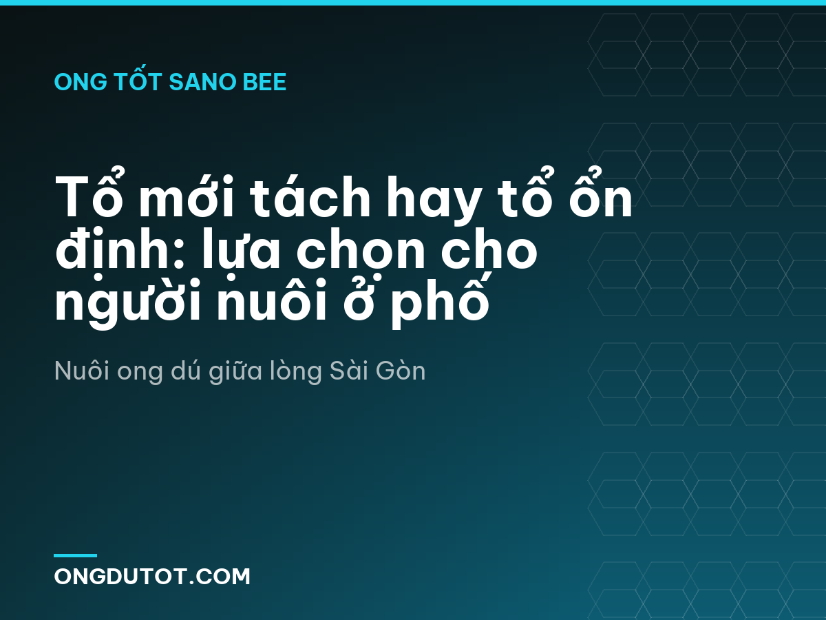 Tổ mới tách hay tổ ổn định: lựa chọn cho người nuôi ở phố