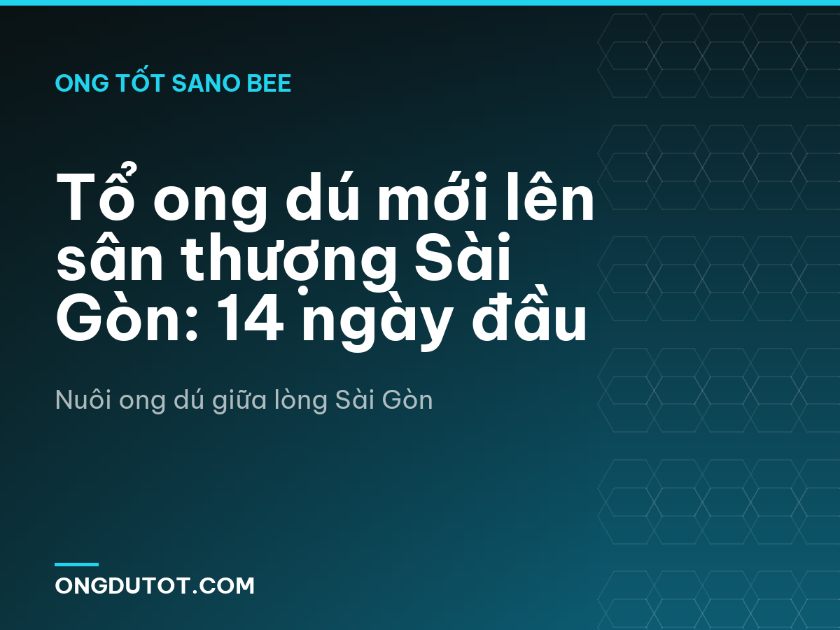 Tổ ong dú mới lên sân thượng Sài Gòn: 14 ngày đầu