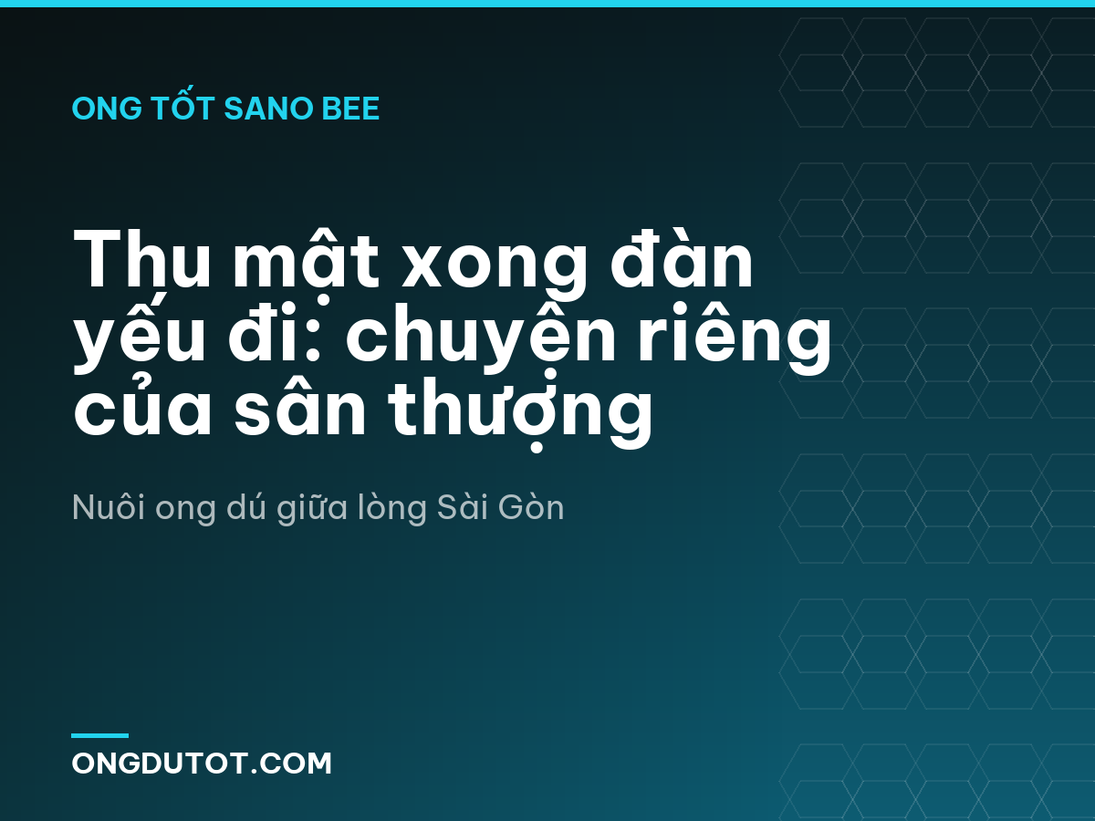 Thu mật xong đàn yếu đi: chuyện riêng của sân thượng