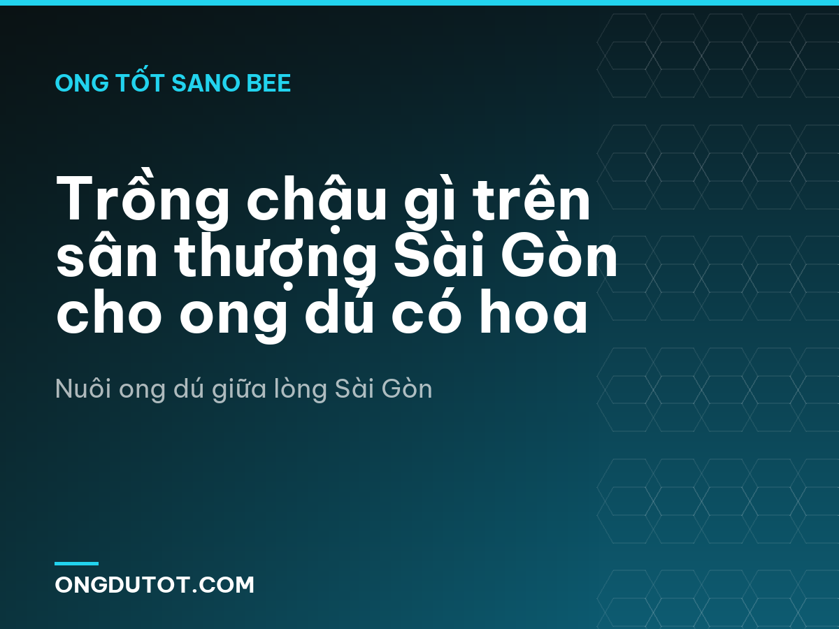 Trồng chậu gì trên sân thượng Sài Gòn cho ong dú có hoa