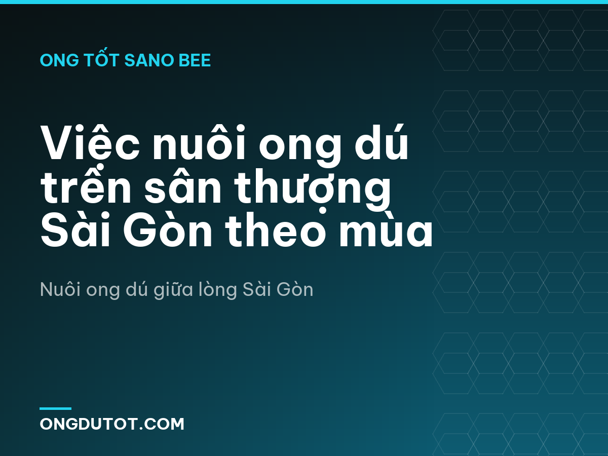 Việc nuôi ong dú trên sân thượng Sài Gòn theo mùa