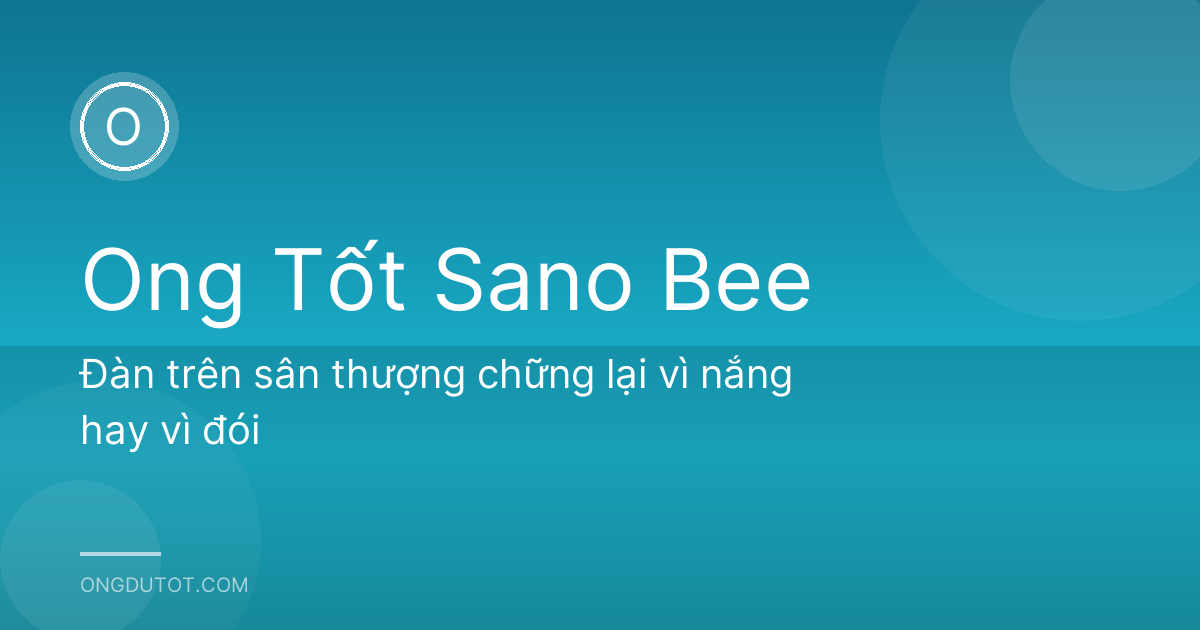 Đàn trên sân thượng chững lại vì nắng hay vì đói