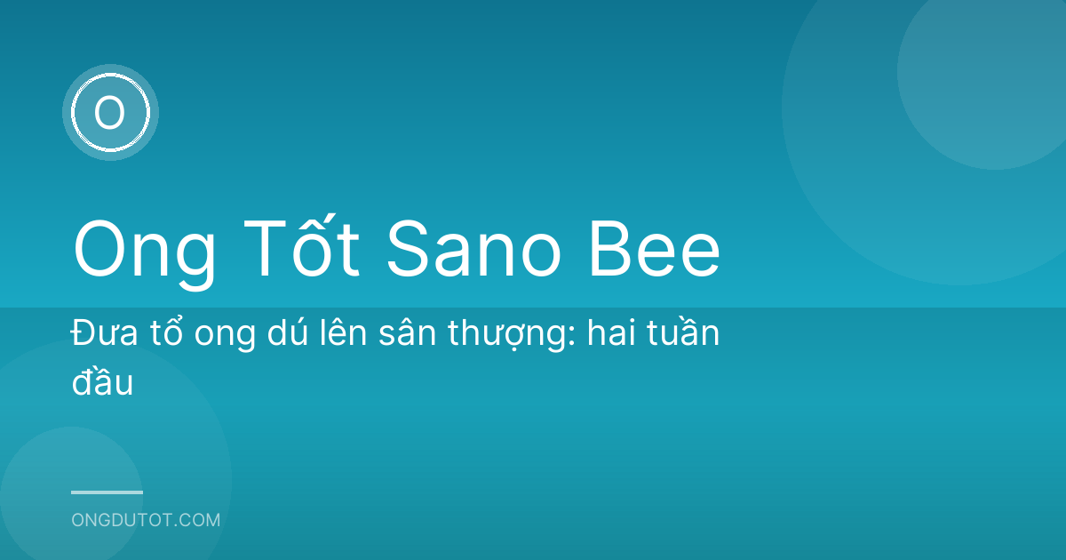 Đưa tổ ong dú lên sân thượng: hai tuần đầu