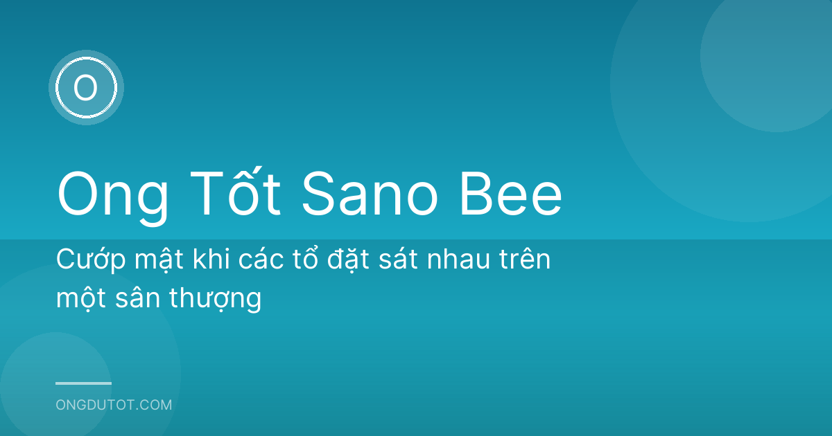 Cướp mật khi các tổ đặt sát nhau trên một sân thượng