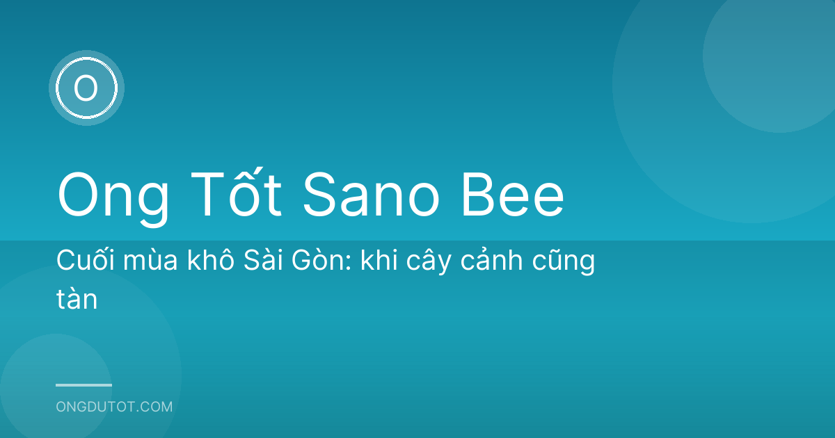 Cuối mùa khô Sài Gòn: khi cây cảnh cũng tàn