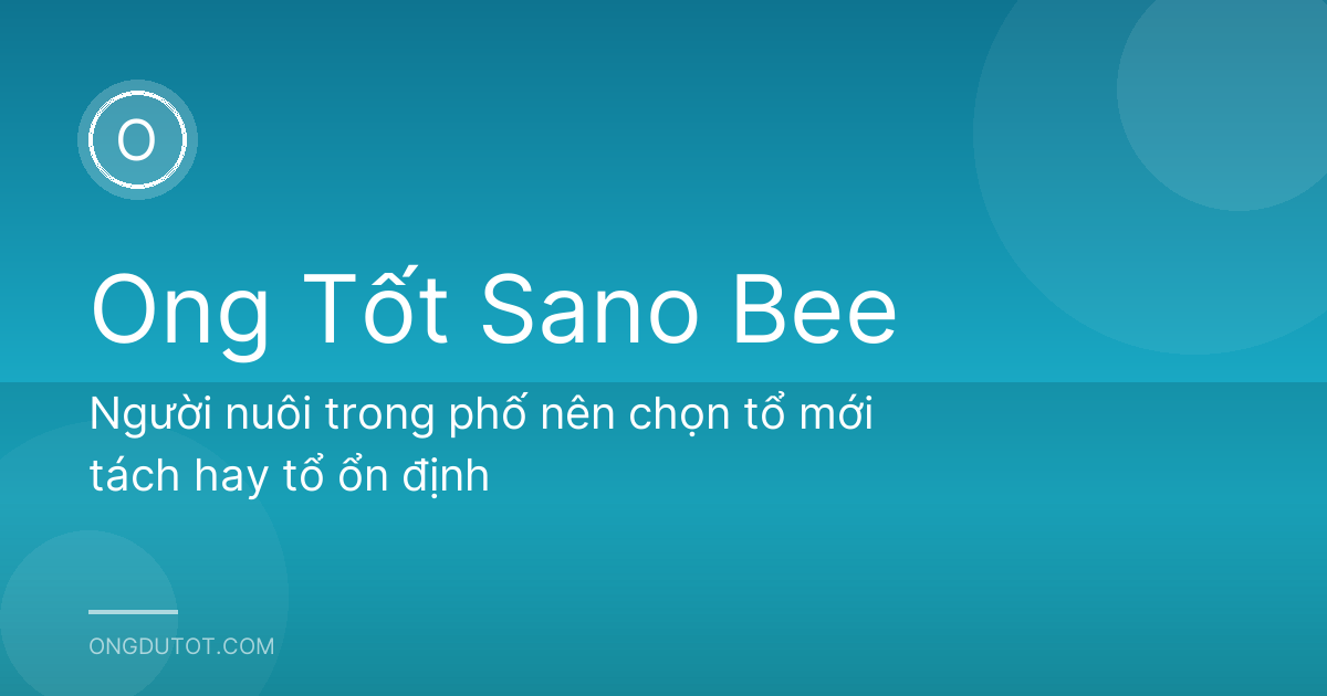 Người nuôi trong phố nên chọn tổ mới tách hay tổ ổn định