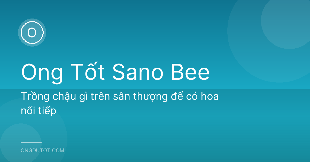 Trồng chậu gì trên sân thượng để có hoa nối tiếp